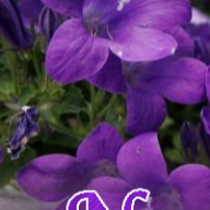 حجابي يزين هامتي